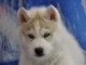 Je donne chiot sibérien husky femelle 