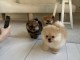 Chiot spitz nain mâle et femelle a donner 