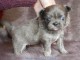 Chiot chihuahua femelle a donner 