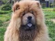 Chiots chow-chow à donner 