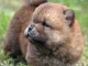 chiots chow-chow mâle a donner 