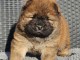 chiots chow-chow femelle a donner 