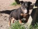 chiots bull terrier mâle a donner 