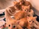Chaton Maine coon adorable a donner 
