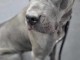 Chiots Cane Corso lof mâle a donner 