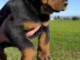 chiots rottweiler à donner femelle 