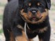 Chiots rottweiler à adopter 