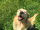 Chiots golden retriever mâle a donner 