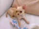 Chiots chihuahua à adopter 