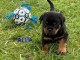 Chiots rottweiler à adopter 