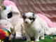 chiots berger australien mâle a donner 