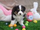 chiots berger australien disponible 