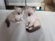 Chaton ragdoll femelle à adopter 