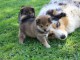 Je donne chiot Shiba inu disponible 