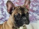 Chiots bouledogue français à donner 