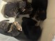 chaton Maine coon adorable disponible 