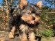 chiots Yorkshire terrier mâle disponible 