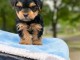 Je donne chiot York disponible 