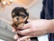 chiot Yorkshire terrier mâle disponible 