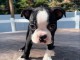 chiots boston terrier mâle a donner 