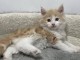 Chaton a donner contre bon soin 