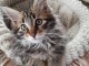 Bébé chaton dispo de suite 