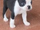 chiot Boston terrier mâle a donner 