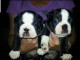Chiot Boston terrier mâle a donner 