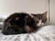 Chaton disponible à adopter 