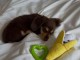 chiots teckel nain contre bon soin 