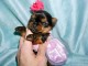 chiots Yorkshire femelle a donner 