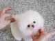 Bébé chiot spitz nain poméranie disponibles 