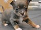 chiots chihuahua à adopter 