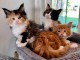 Bébé chaton Maine coon adorable 