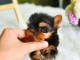 chiots Yorkshire femelle a donner 