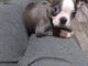 chiot Boston terrier mâle a donner 