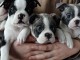Adoption chiot Boston terrier disponible 
