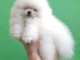 chiots spitz nain à adopter 