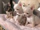 chiots chihuahua à adopter 