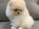 chiots spitz nain disponible 