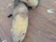 Furet à donner disponible 