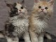 chaton Maine coon à adopter 