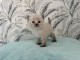 Chaton sibérien disponible 