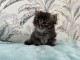 Bébé chaton sibérien disponible 