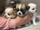 chiots chihuahua à adopter 