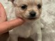 Chiots chihuahua à adopter 