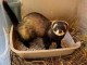 Bébé Furet a donner disponible 