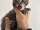 Bébé chaton Maine coon adorable 