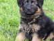 Adorable chiot berger allemand à adopter 