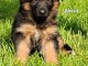 magnifique chiot berger allemand lof 